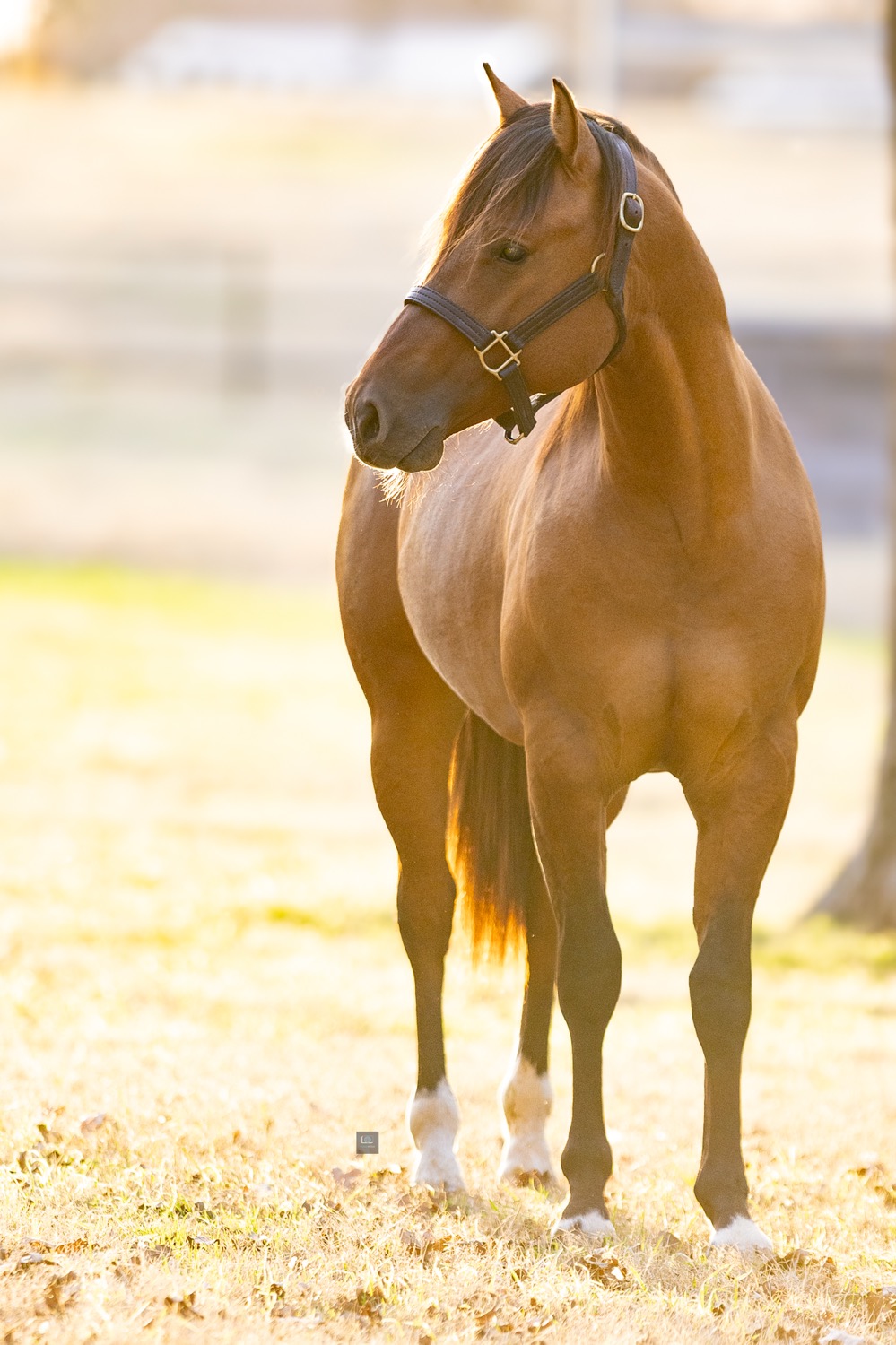 placeholder image-sq