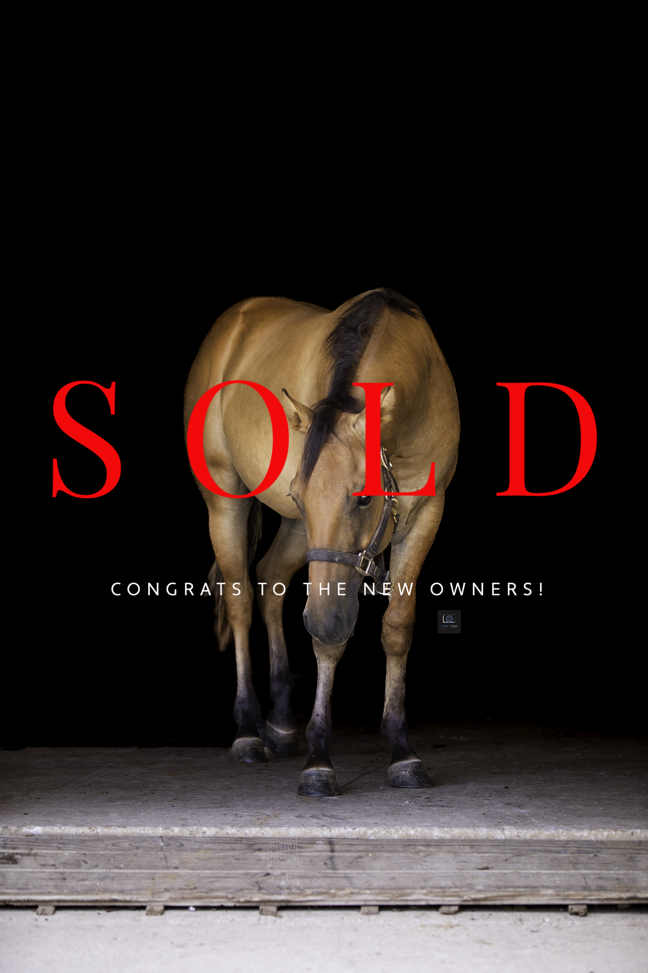 Sold%20Sale%20Horse%20Listing%20Photo 1-3