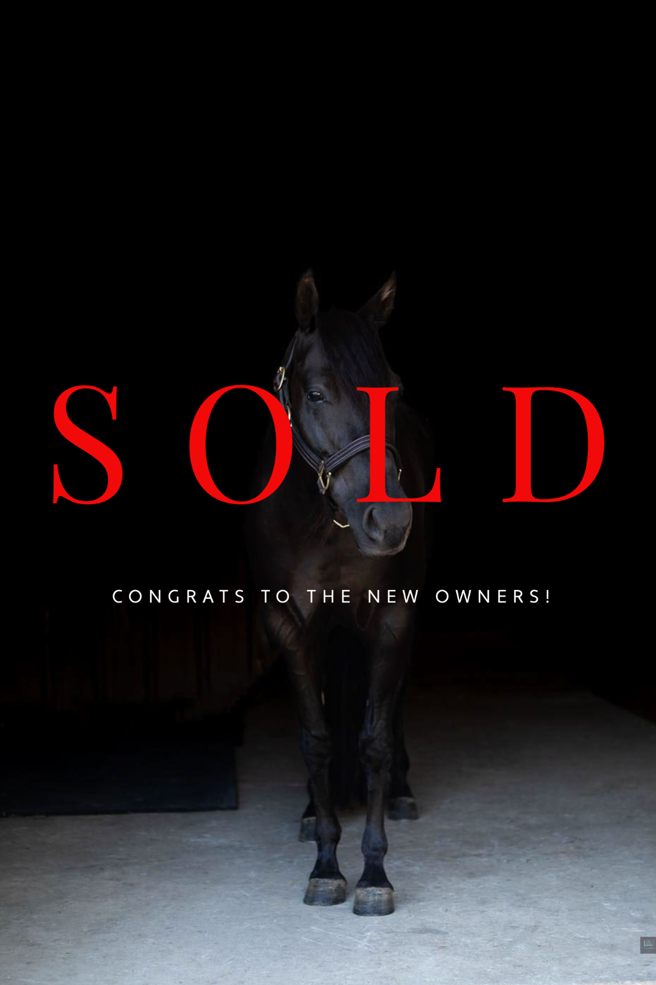 Sold%20Sale%20Horse%20Listing%20Photo